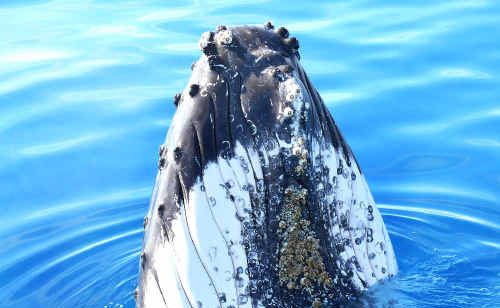 “Spyhopping” enables Hervey Bay humpback whales to people watch. “Spyhopping” enables Hervey Bay humpback whales to people watch.